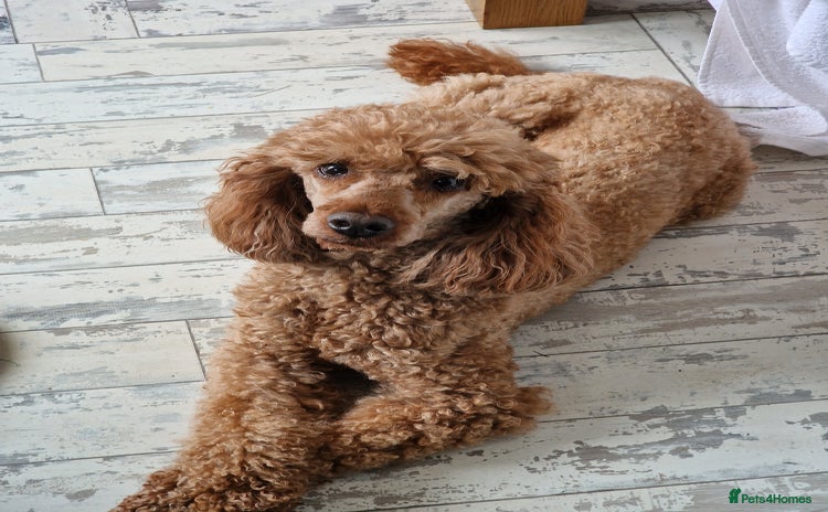 Miniature Poodle dogs in Liverpool - Advert 2