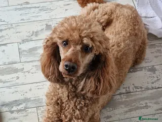 Miniature Poodle dogs FINLEY MINIATURE POODLE STUD BOY. in Liverpool - Advert 1