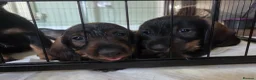 Dachshund dogs for sale: Kc registered wire haired dachshund's - Advert 6