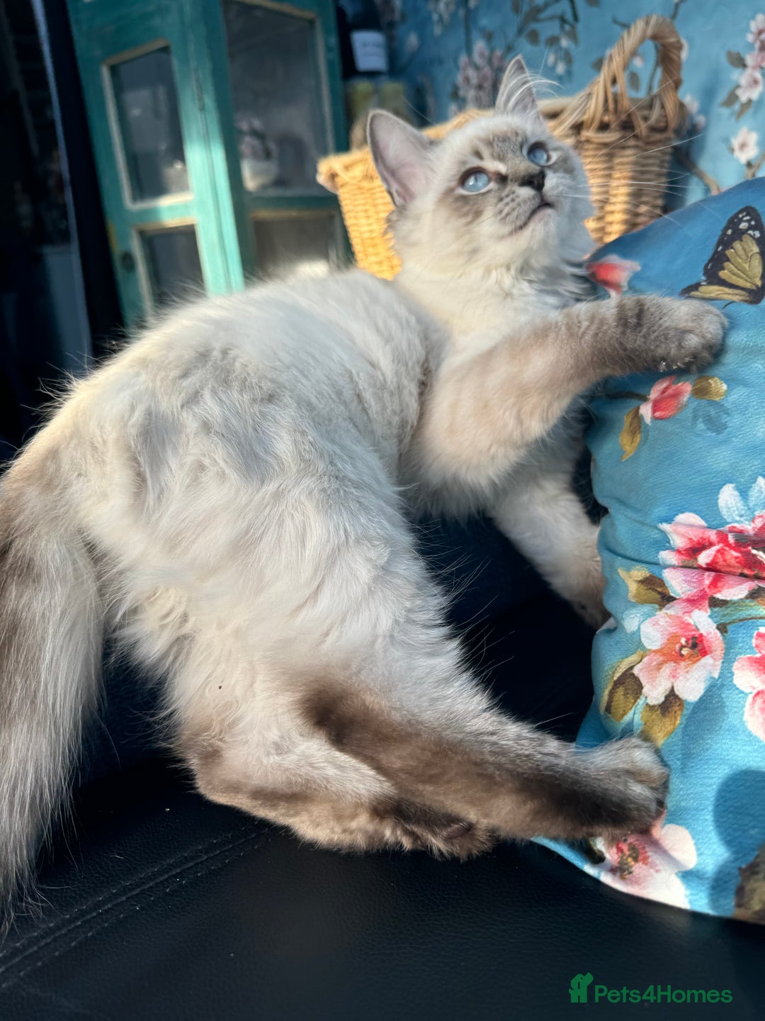 Ragdoll cats for sale: 2 Ragdoll babies available… NOW  - Advert 7