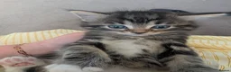 Mixed Breed cats for sale: 3 lovely playful friendly kittens  in Chichester - Advert 19