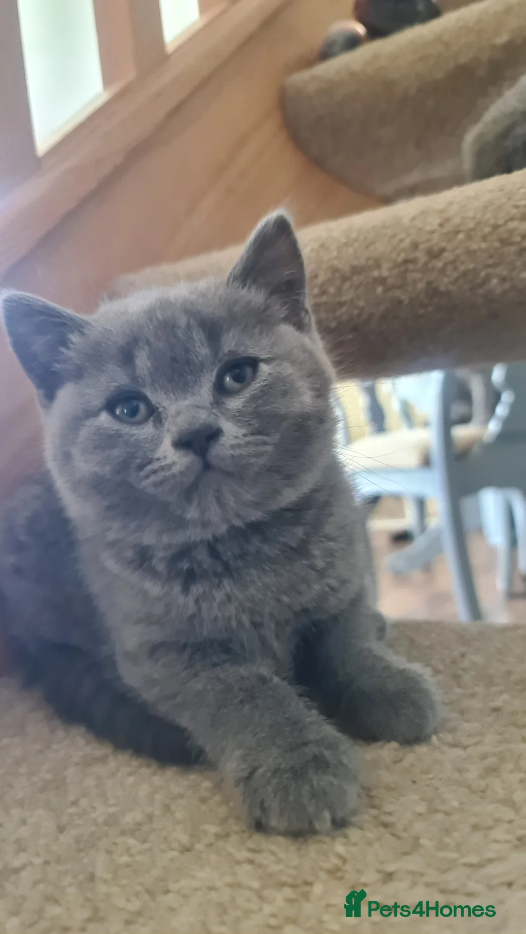 British Shorthair cats for sale: Last extremely friendly-pure BSH parents pedigree  - Advert 2