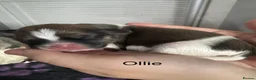 Shih Tzu dogs for sale: Shih Tzu pups - Advert 14