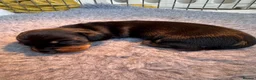 Miniature Dachshund dogs for sale: KC Miniature dachshunds (smooth haired) - Advert 8