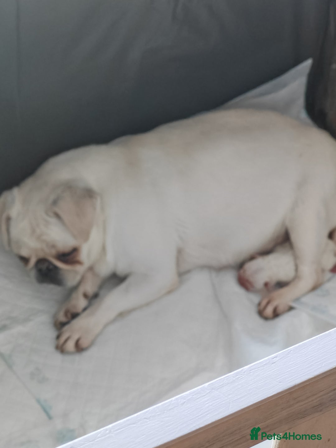Frug dogs for sale: French bulldog x pug puppies for sale - Advert 4