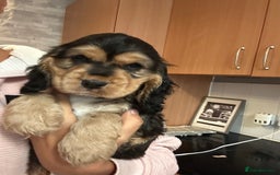 Cocker Spaniel dogs for sale: 🐶 STUNNING traditional KC show cocker spaniels*** - Image 8