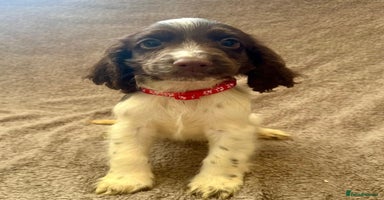 Sprocker dogs - Advert 11