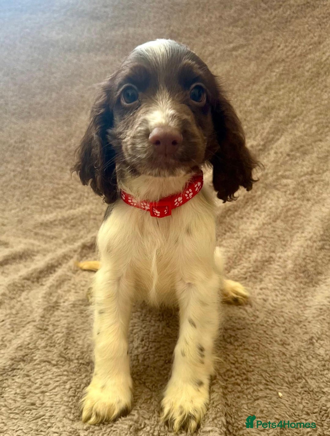 Sprocker dogs for sale: Stunning Sprocker Spaniel puppies  - Image 6