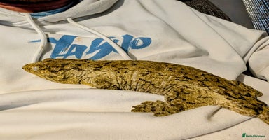 Gecko reptiles - Advert 6