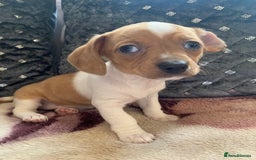 Chiweenie dogs for sale: READY NOW ! 3 cheweenies available  - Image 22