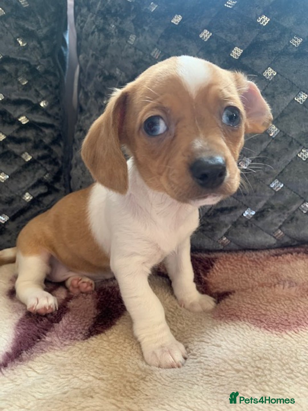 Chiweenie dogs for sale: READY NOW ! 3 cheweenies available  - Image 22