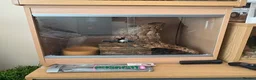 Boa Snake reptiles for sale: Boa constrictor + leopard yellow belly python - Advert 4