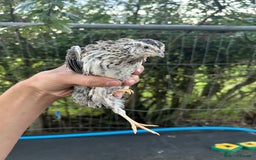 Mixed Breed poultry for sale: Selection of Poultry Available (See description) - Image 12