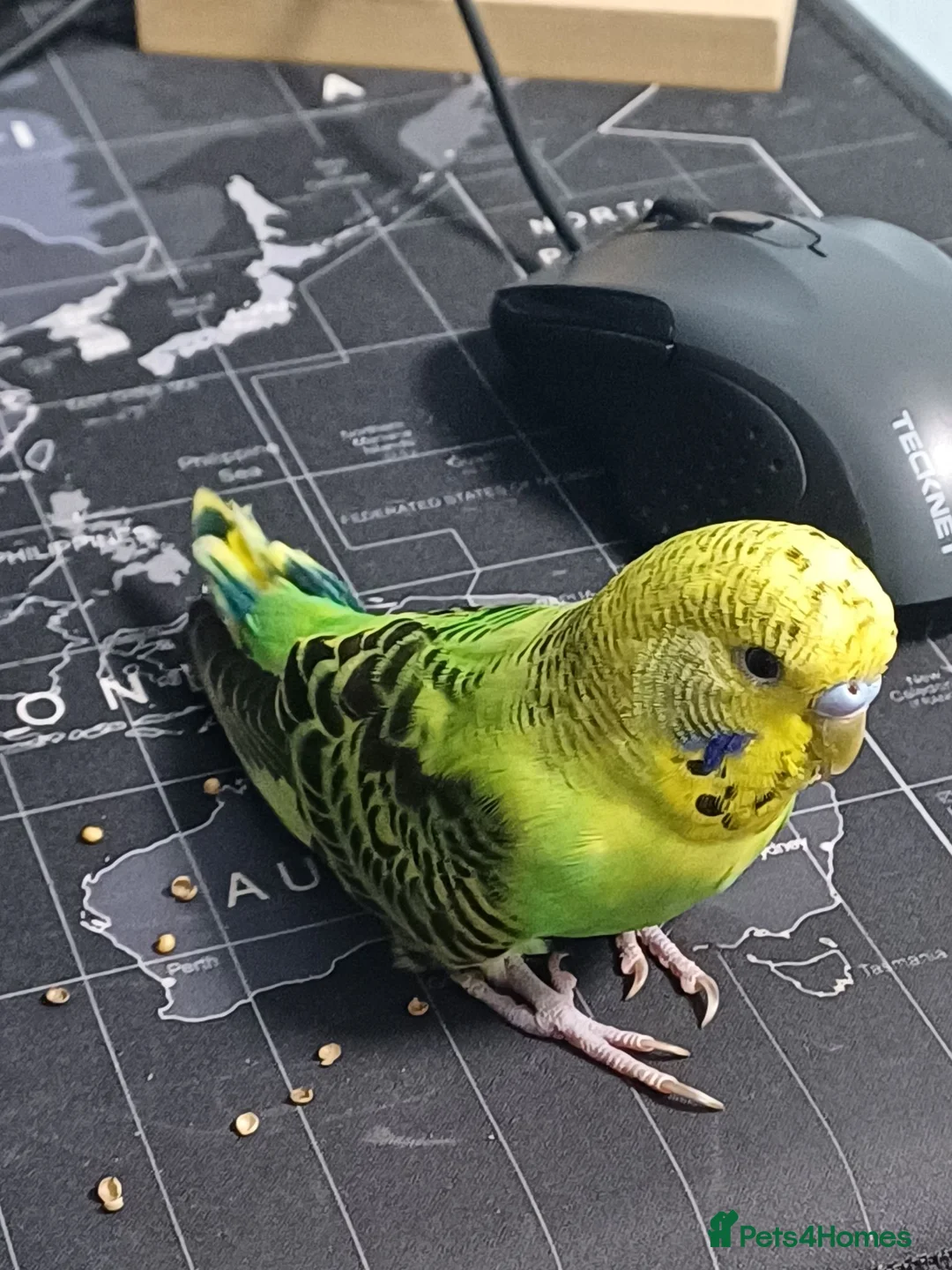 Budgerigars birds for sale: Young cute Budgies for sale  in Bedford - Advert 2