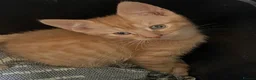 Mixed Breed cats for sale: Four ginger fluff balls in Saint Ives - Advert 6