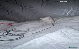 Ragdoll cats for sale: Beautiful Ragdoll kittens  - Image 2