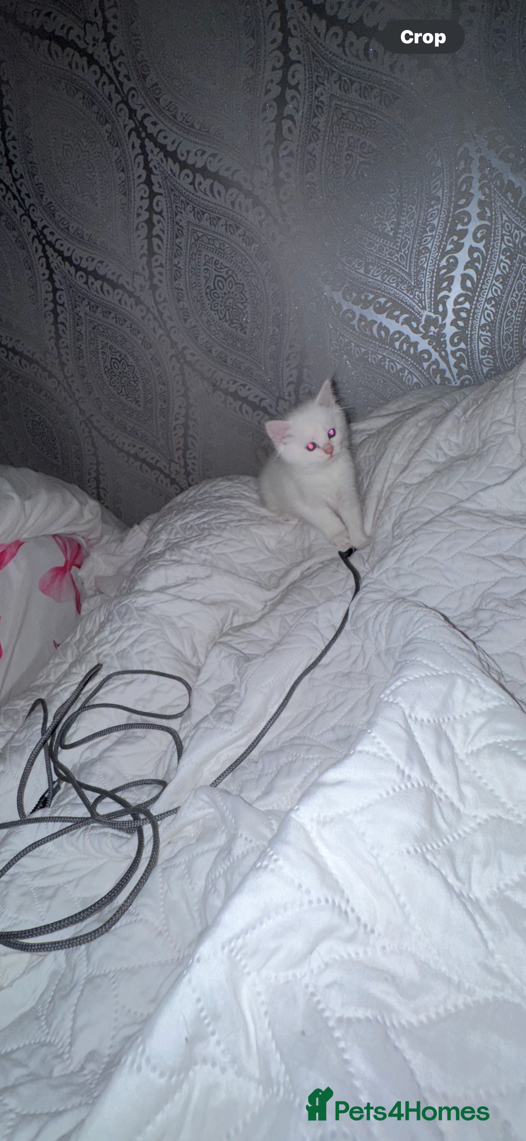 Ragdoll cats for sale: Beautiful Ragdoll kittens  - Image 2