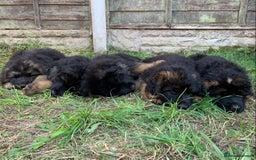 German Shepherd dogs for sale: Long Haired GSD Puppies. Only 1 boys LEFT!  - Image 36