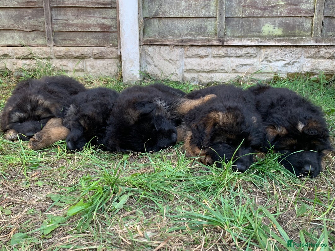 German Shepherd dogs for sale: Long Haired GSD Puppies. Only 1 boys LEFT!  - Image 36