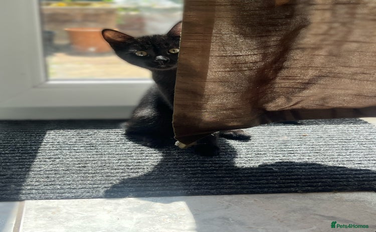 Domestic Shorthair cats - Advert 1