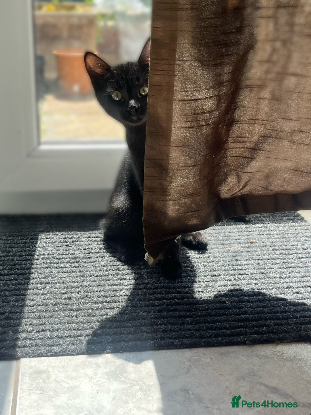 Domestic Shorthair cats for sale: Adorable Black Kitten Looking for a Loving Home - Image 1