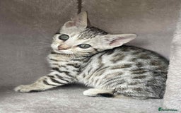 Bengal cats for sale: 🐾 Pedigree tica registered Bengal Kittens - Image 12