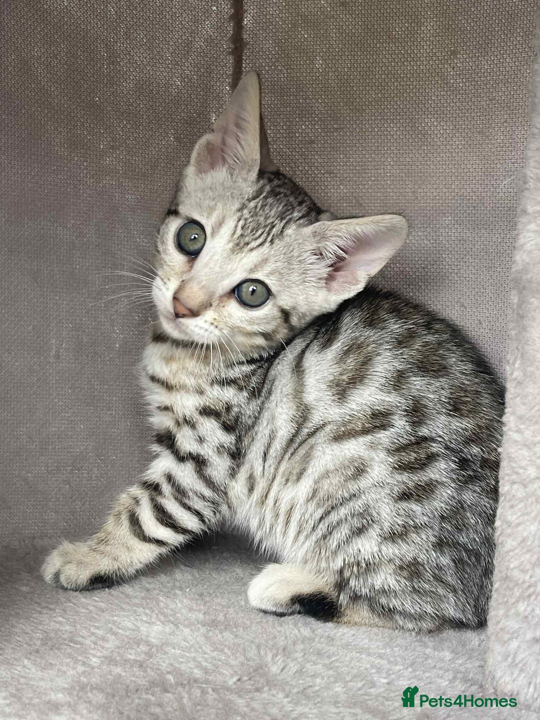 Bengal cats for sale: 🐾 Pedigree tica registered Bengal Kittens - Image 12