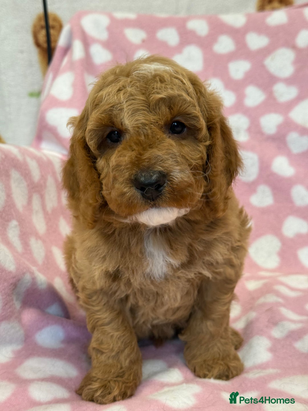 Cockapoo dogs for sale: Cockapoos F1B puppies  - Advert 11