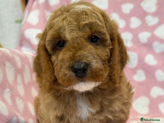 Cockapoo dogs Cockapoos F1B puppies - Advert 4