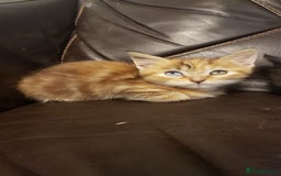 Munchkin cats for sale: Munchkin, Sausage kittens - Image 6