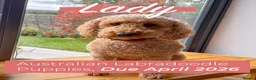 Mixed Breed dogs for sale: Australian Labradoodle Puppies (COMING SOON) - Advert 1