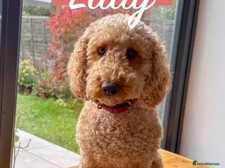 Mixed Breed dogs Australian Labradoodle Puppies (COMING SOON) - Advert 2