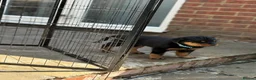 Rottweiler dogs for sale: ⭐️4 Rottweiler Boys For Sale ⭐️ - Advert 21