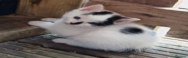White black spots