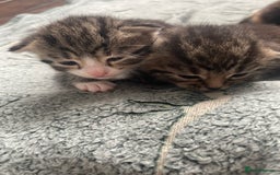 British Shorthair cats for sale: 8 adorable kittens - Image 7