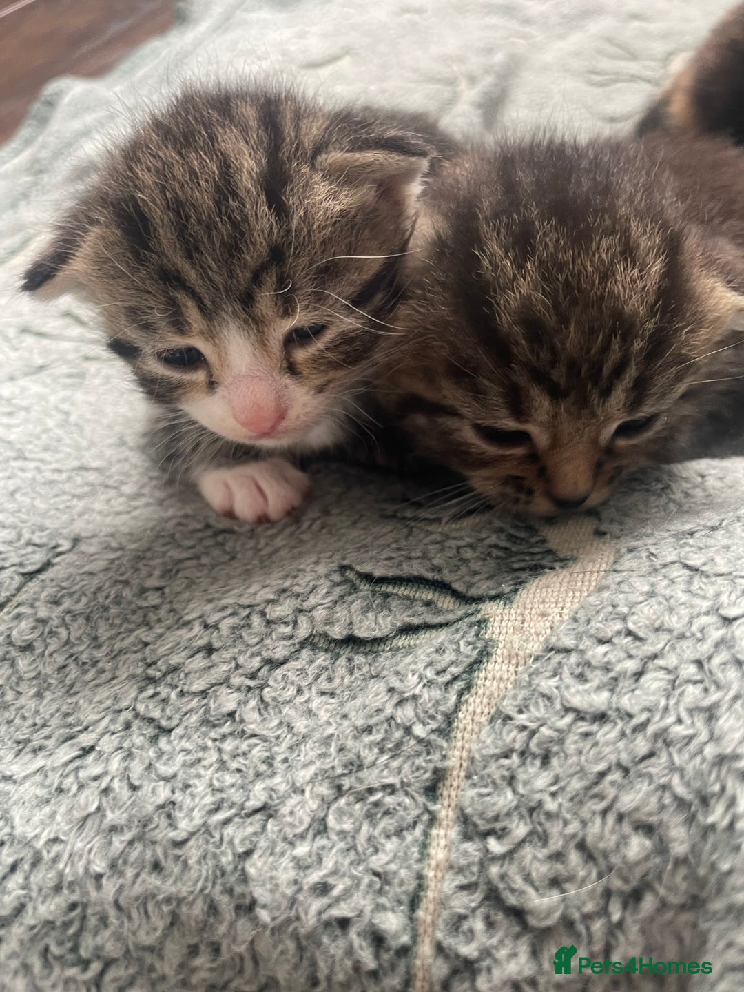 British Shorthair cats for sale: 8 adorable kittens - Image 7