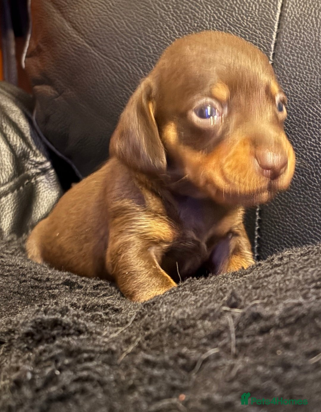 Miniature Dachshund dogs for sale: Stunning little boys - Image 12