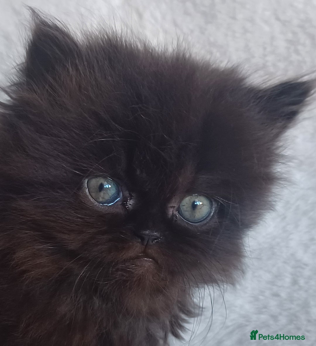 Persian cats for sale: Pure Persian - Image 2