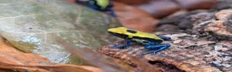 Frog reptiles for sale: Dendrobate Tinctorius "French Guyana" - Advert 3