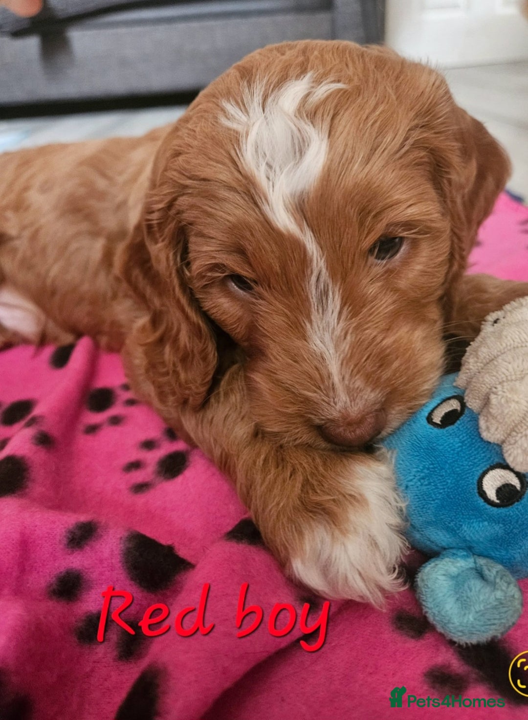 Cockapoo dogs for sale: Beautiful F2 cockapoos  - Image 12