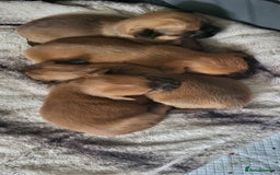 Mixed Breed dogs for sale: Beautiful puppy's 2 girls 2 boys - Image 10