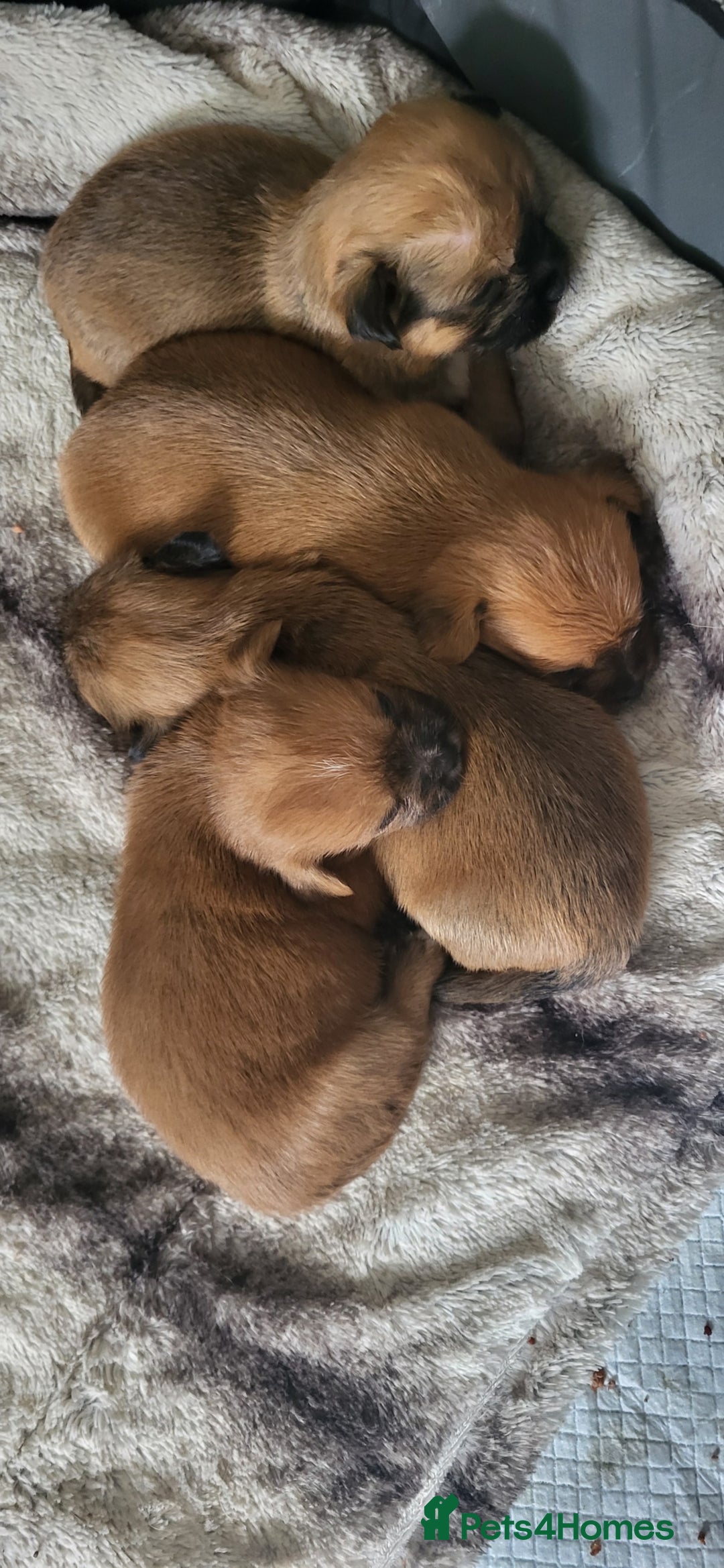 Mixed Breed dogs for sale: Beautiful puppy's 2 girls 2 boys - Image 10