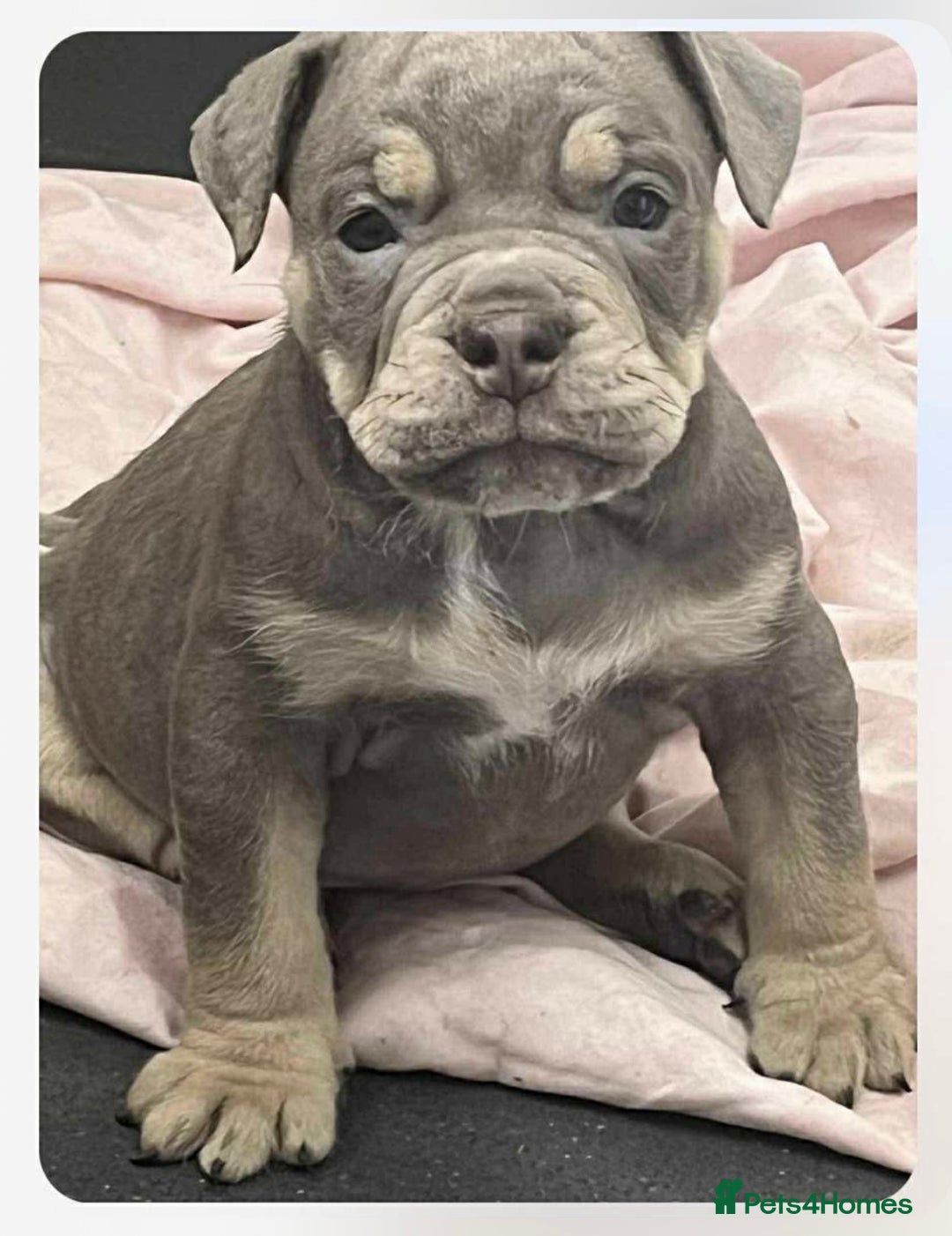 Olde English Bulldogge dogs for sale: Old English bulldog females - Image 4