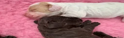 Cocker Spaniel dogs for sale: WCS Puppies from health tested KC Parents  - Advert 5