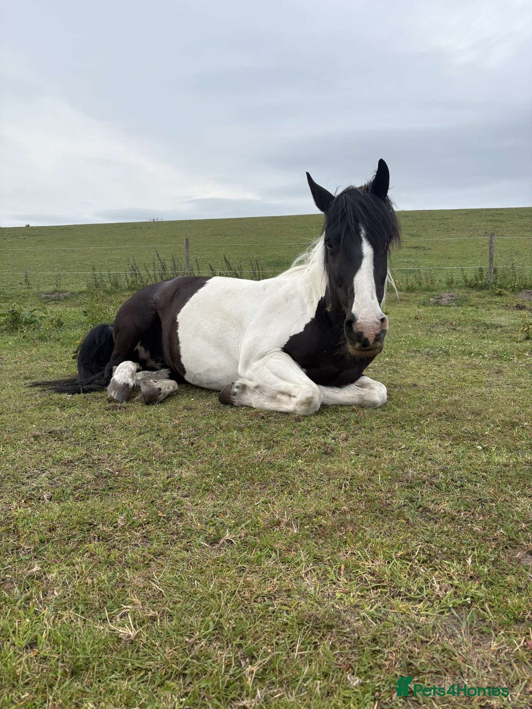 Other Breed horses for sale: Lady athena - Advert 14