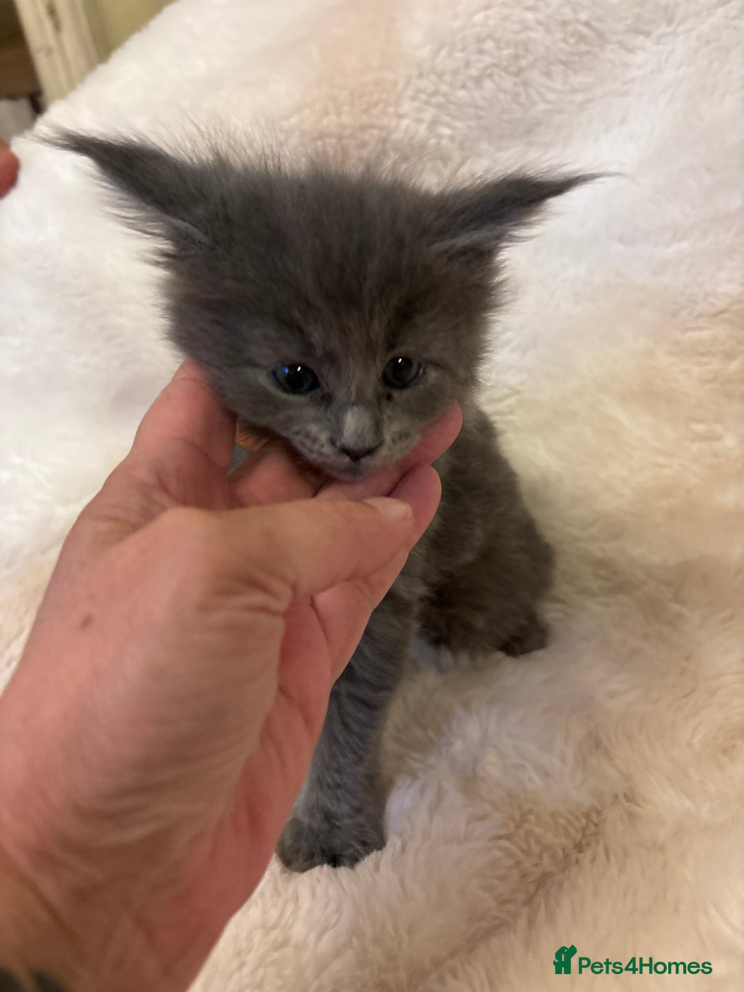 Maine Coon cats for sale: Maine coon kittens - Advert 7