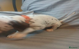 Dalmatian dogs for sale: Dalmatian Ready to home 1×girl 1× boy(£550)) - Image 16