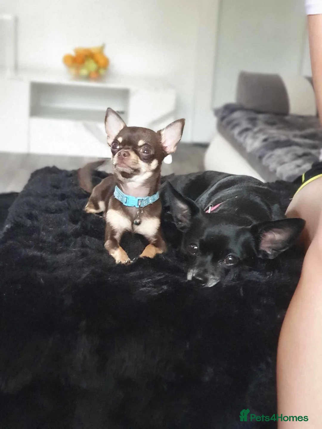 Chihuahua dogs for stud: Chihuahua Boy for stud Brown  - Advert 12