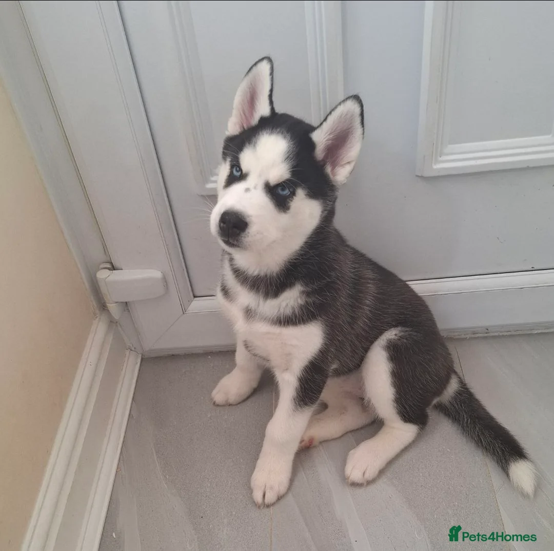Siberian Husky dogs for sale: Siberian Huskies- BIG and WOOLY (4 Female, 1 Male) - Advert 16