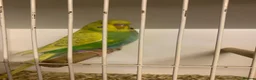 Budgerigars birds for sale: Young proven breeding pair  - Advert 8